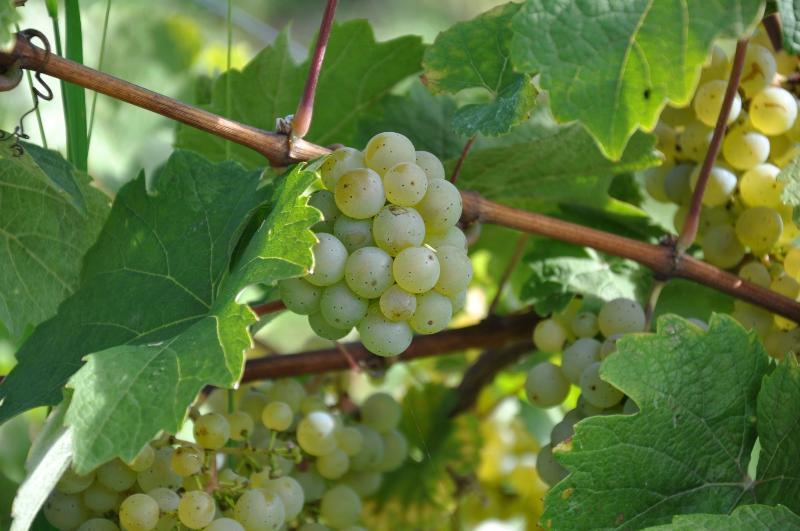 Weinhotel Ayler Kupp Kültér fotó